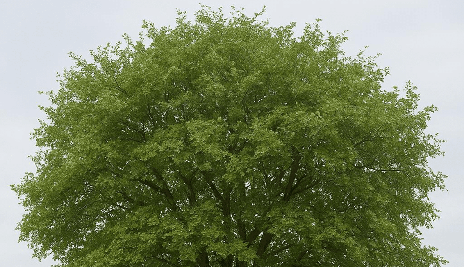GettyImages-1170207585-16 A tall, lush green tree with dense foliage under a clear sky.