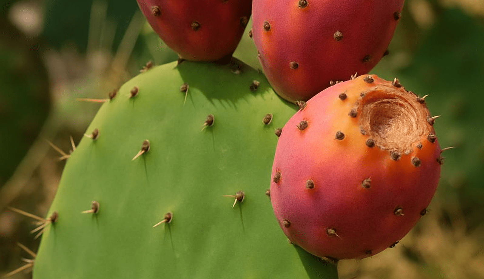GettyImages-1170207585-33 Close-up of prickly pear cactus with ripe fruit.