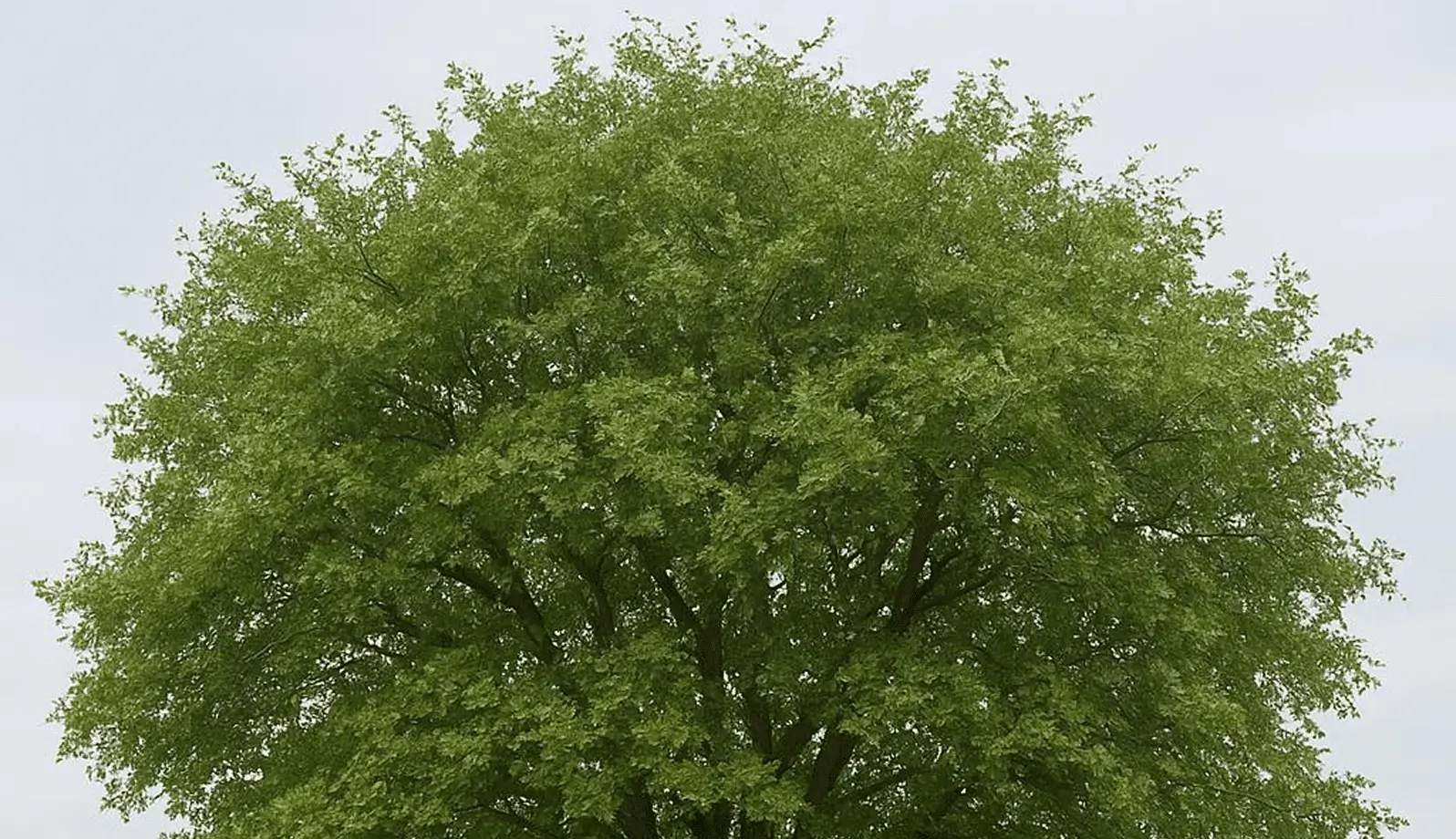 A tall, lush green tree with dense foliage under a clear sky.
